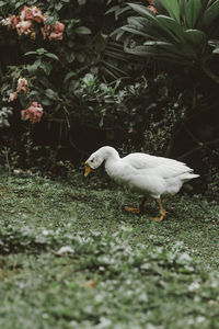 Ducks in a field