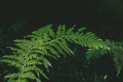 Close-up of fern leaves