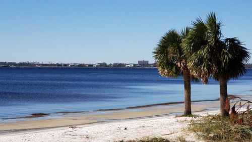 Palm trees on beach against clear blue sky