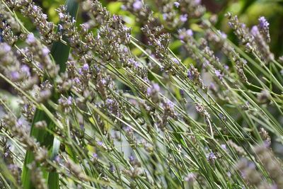 plant
