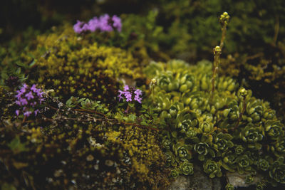 Close-up of flowers against blurred background