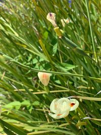 Close-up of flower on plant