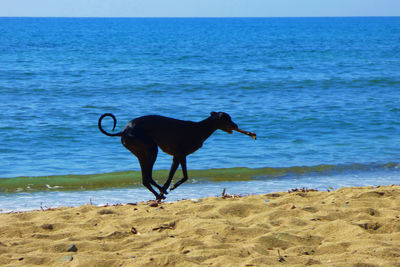 Side view of dog carrying stick at beach