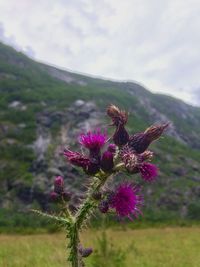 Close-up of pink thistle blooming outdoors