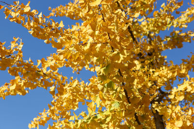 Close-up of autumn ginkgo leaves