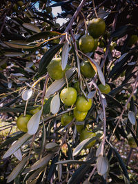 Close-up of fruits growing on tree