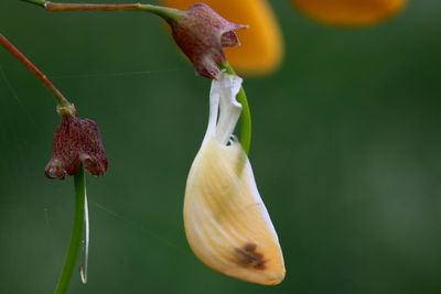 Close-up of plant against blurred background