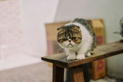 Portrait of cat on wall