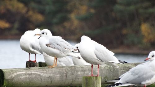 Seagulls perching on wooden post