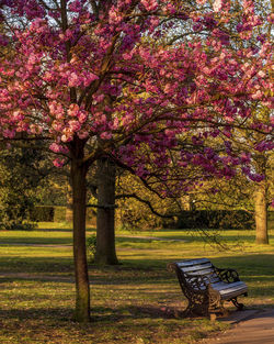 Pink flower tree in park