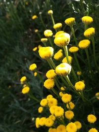 Close-up of yellow flower blooming in field