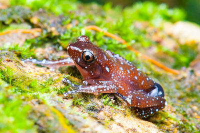 Close-up of fish