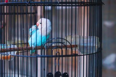 View of bird in cage