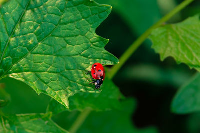 Close-up of ladybug on leaf