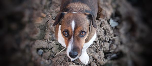 Close-up of dog on tree trunk