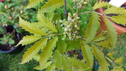 Close-up of leaves