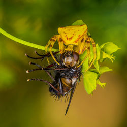 Close-up of spider on flower