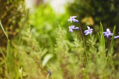 Close-up of purple flowering plant on field