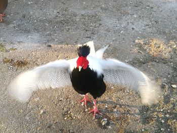 High angle view of bird on field