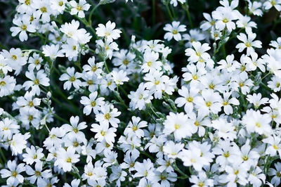 High angle view of white flowering plants on field