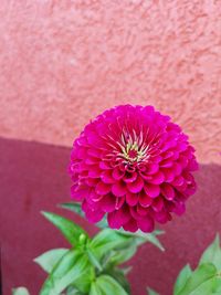 Close-up of pink flower