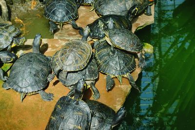 High angle view of turtle in lake