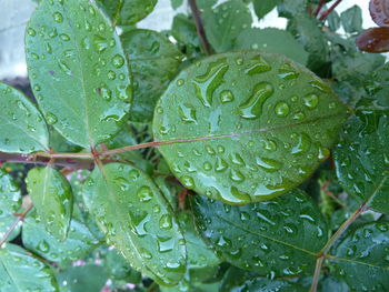 Close-up of wet leaves on rainy day