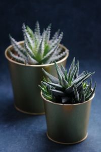 Close-up of potted plant on table