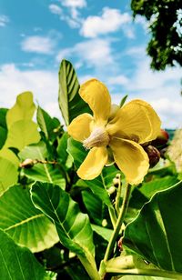 Close-up of yellow flowering plant against sky