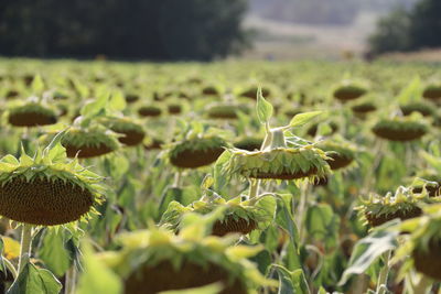 Close-up of fresh green plants