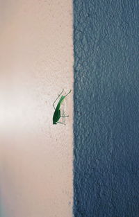 Close-up of insect on wall