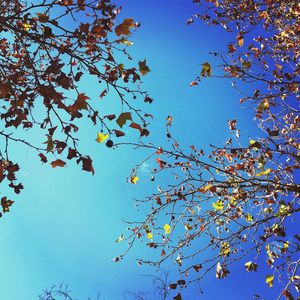 Low angle view of tree against sky