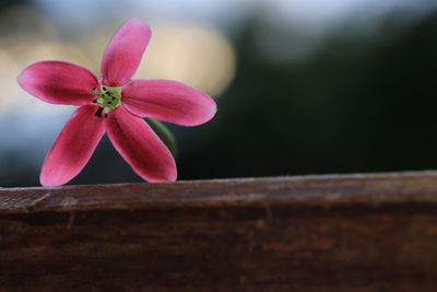 Close-up of pink flowering plant