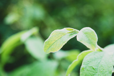 Close-up of fresh green leaves