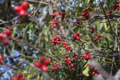 Low angle view of rosehips on tree