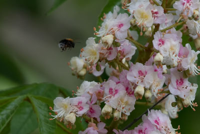 Close-up of bee on pink flowers