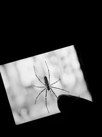 Close-up of insect on black background