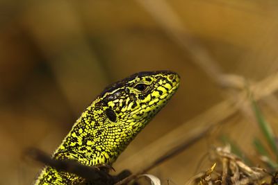 Lacerta lizard