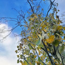 Low angle view of tree against sky