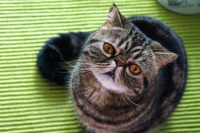 Close-up portrait of cat