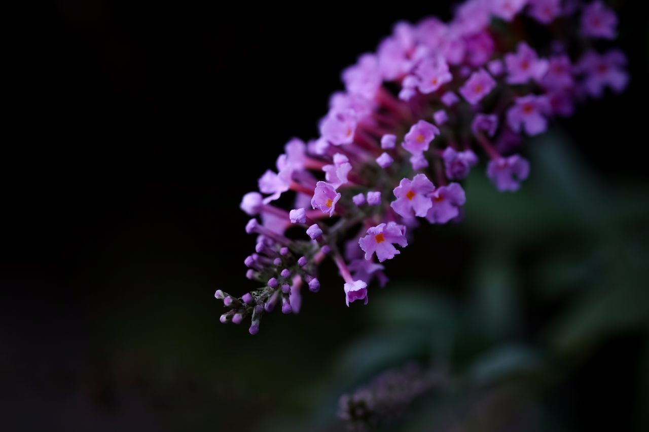 flower, flowering plant, beauty in nature, fragility, plant, vulnerability, freshness, growth, close-up, purple, selective focus, petal, nature, no people, flower head, botany, inflorescence, focus on foreground, outdoors, pink color, lilac