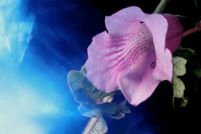 Close-up of pink rose flower