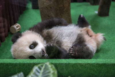 Baby panda born in malaysia zoo