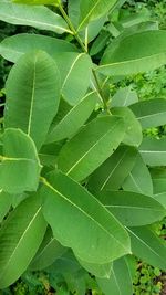 Full frame shot of green leaves