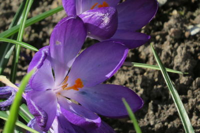 Close-up of purple crocus flowers