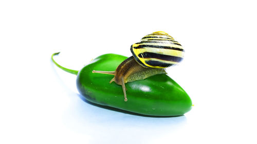 Close-up of snail on jalapeno against white background