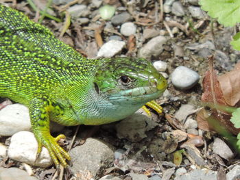 High angle view of lizard