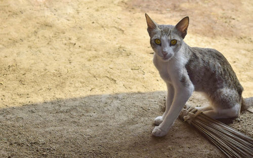 Portrait of cat sitting on land