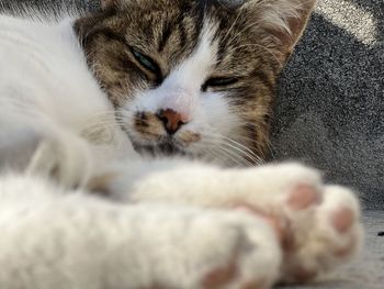 Close-up of cat sleeping