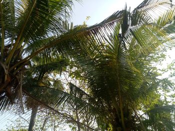 Low angle view of coconut palm trees against sky